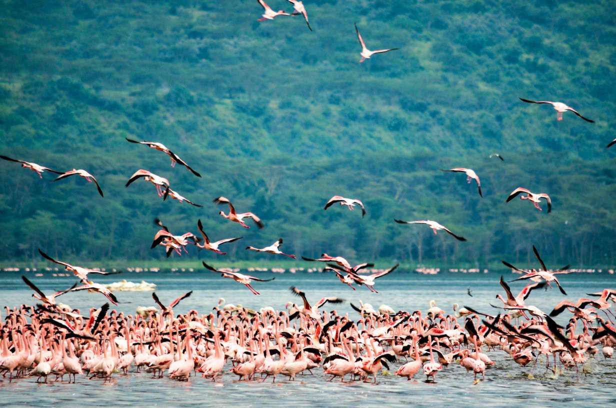 Ultimate Masai Mara Travel Guide: Witness the Greatest Wildlife Show on Earth